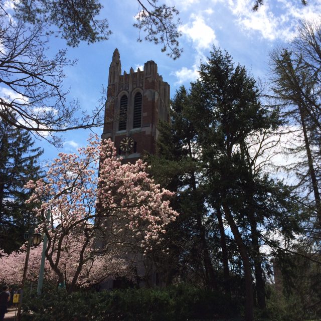 Blossoming trees near Beaumont Tower one May afternoon in 2018.