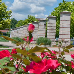 Roses frame the view of the pavilion courtyard on Shaw Lane.