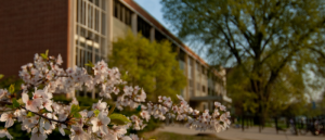 Flowers blooming in early Spring